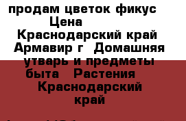 продам цветок фикус. › Цена ­ 1 000 - Краснодарский край, Армавир г. Домашняя утварь и предметы быта » Растения   . Краснодарский край